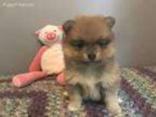 Pomeranian Puppy for sale in Wedgefield, SC, USA
