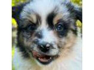 Australian Shepherd Puppy for sale in Monteagle, TN, USA