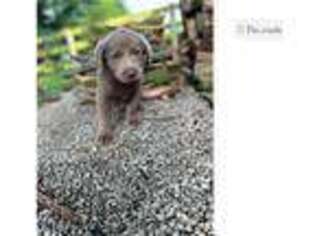 Labrador Retriever Puppy for sale in Battle Creek, MI, USA