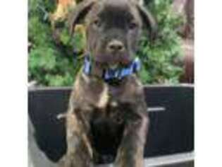 Cane Corso Puppy for sale in Gary, IN, USA