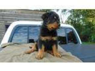 Rottweiler Puppy for sale in Fort Payne, AL, USA