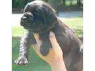 Mastiff Puppy for sale in Sumner, MI, USA