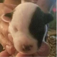 Jack Russell Terrier Puppy for sale in Wheatland, CA, USA