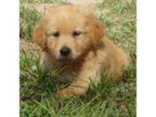 Golden Retriever Puppy for sale in Cedar Lake, IN, USA