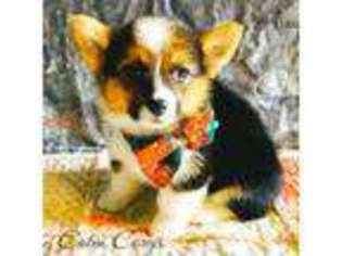 Pembroke Welsh Corgi Puppy for sale in Southborough, MA, USA