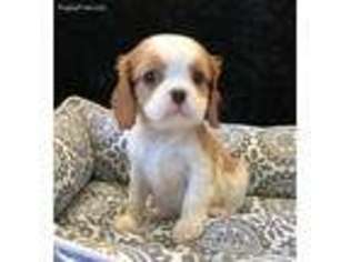Cavalier King Charles Spaniel Puppy for sale in La Habra, CA, USA