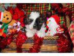Mal-Shi Puppy for sale in Cassville, MO, USA
