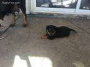 Rottweiler Puppy for sale in Oakley, CA, USA