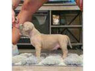 Mutt Puppy for sale in Kountze, TX, USA