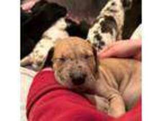 Great Dane Puppy for sale in Webster, MA, USA