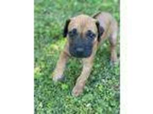 Rhodesian Ridgeback Puppy for sale in Knoxville, TN, USA