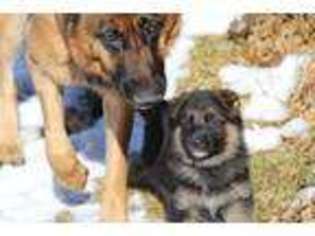 German Shepherd Dog Puppy for sale in PUEBLO, CO, USA