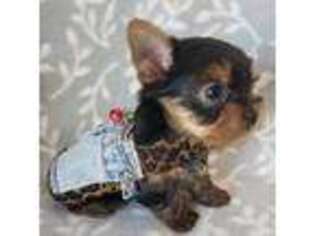 Yorkshire Terrier Puppy for sale in Riverside, CA, USA
