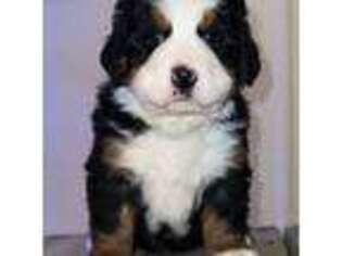Bernese Mountain Dog Puppy for sale in Freedom, WY, USA