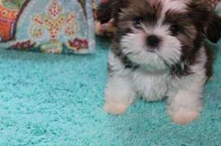 Mutt Puppy for sale in Panama City, FL, USA