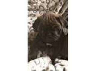 Pug Puppy for sale in Stalybridge, Greater Manchester (England), United Kingdom