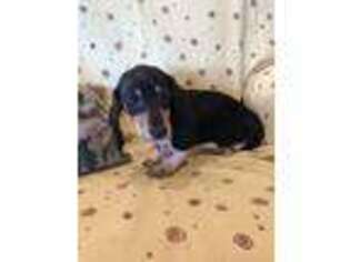 Dachshund Puppy for sale in Thorp, WI, USA