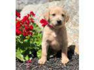 Labradoodle Puppy for sale in Honey Brook, PA, USA