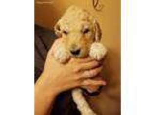 Goldendoodle Puppy for sale in Elizabethton, TN, USA