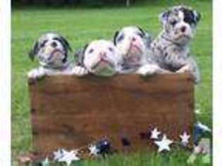 Olde English Bulldogge Puppy for sale in CAIRO, NY, USA