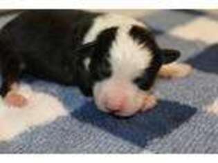 Miniature Australian Shepherd Puppy for sale in Rochester, MN, USA