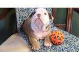 Bulldog Puppy for sale in Plymouth, OH, USA