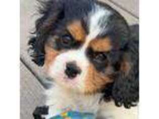 Cavalier King Charles Spaniel Puppy for sale in Bigfork, MT, USA