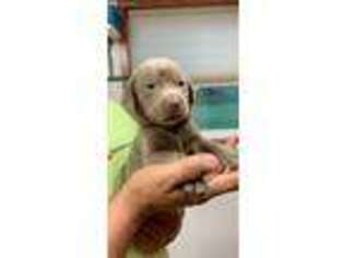 Labrador Retriever Puppy for sale in Marshfield, WI, USA