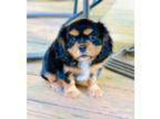 Cavalier King Charles Spaniel Puppy for sale in Lawrenceville, GA, USA