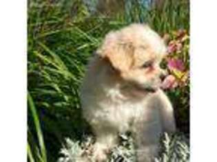 Shih-Poo Puppy for sale in Farmington, MO, USA