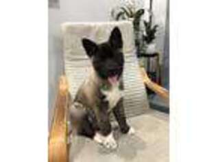 Akita Puppy for sale in Brooklyn, NY, USA