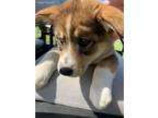 Mutt Puppy for sale in Huntingdon, TN, USA