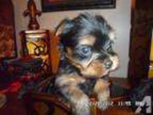 Medium Photo #1 Yorkshire Terrier Puppy For Sale in CULLMAN, AL, USA