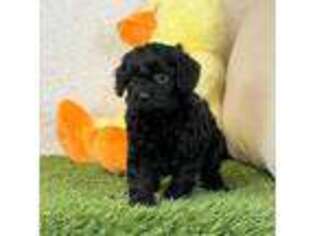 Cavapoo Puppy for sale in Dalton, OH, USA