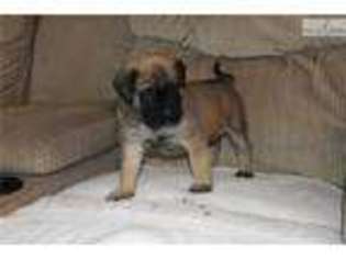 Mastiff Puppy for sale in Charlottesville, VA, USA