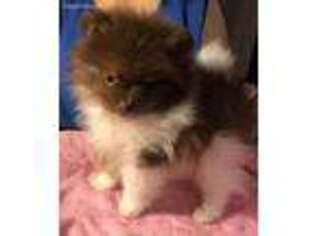 Pomeranian Puppy for sale in Butler, MO, USA