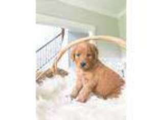 Goldendoodle Puppy for sale in Centerburg, OH, USA