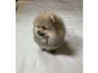 Pomeranian Puppy for sale in Revere, MA, USA