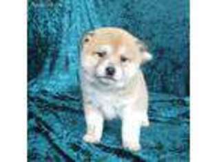 Shiba Inu Puppy for sale in Welch, OK, USA