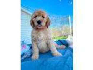 Goldendoodle Puppy for sale in Bergen, NY, USA