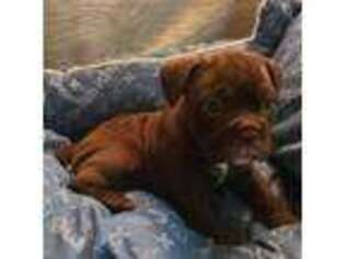 Olde English Bulldogge Puppy for sale in Cairo, NY, USA