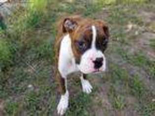 Boxer Puppy for sale in Saltillo, TX, USA