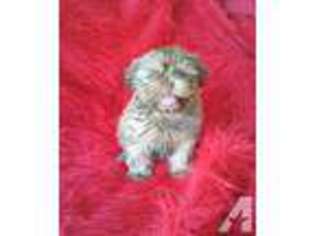 Mutt Puppy for sale in UPLAND, CA, USA