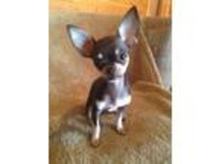 Chihuahua Puppy for sale in Webster, WI, USA