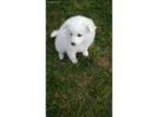 American Eskimo Dog Puppy for sale in Adair, OK, USA