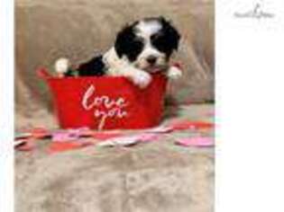 Havanese Puppy for sale in Columbus, OH, USA