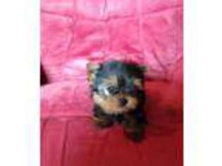 Yorkshire Terrier Puppy for sale in Hyden, KY, USA