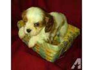 Cavalier King Charles Spaniel Puppy for sale in WILLOWS, CA, USA