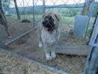 Akita Puppy for sale in Bonnots Mill, MO, USA
