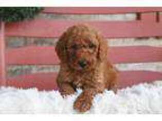 Labradoodle Puppy for sale in Adolphus, KY, USA